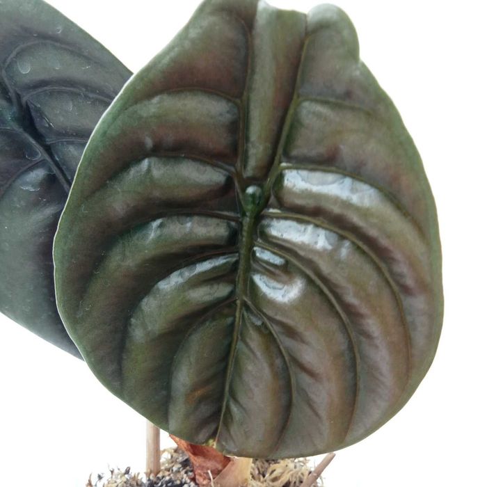 Алаказія, каланхое томентоза, драцена маргіната.