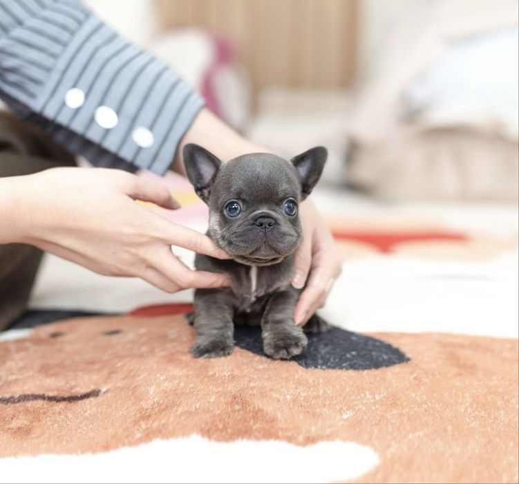 Французський бульдог ексклюзивні малюки преміум класу