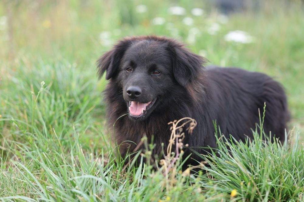 3 letni kudłaty Harry do adopcji