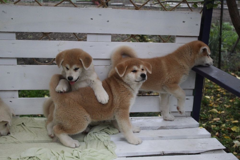 Чудові цуценята акіта іну КСУ.