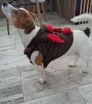 Ubranko świąteczne dla małego/średniego pieska Jack Russell Terrier