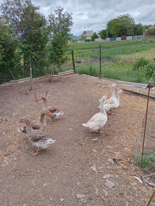 Продам тушки уток,гусей.