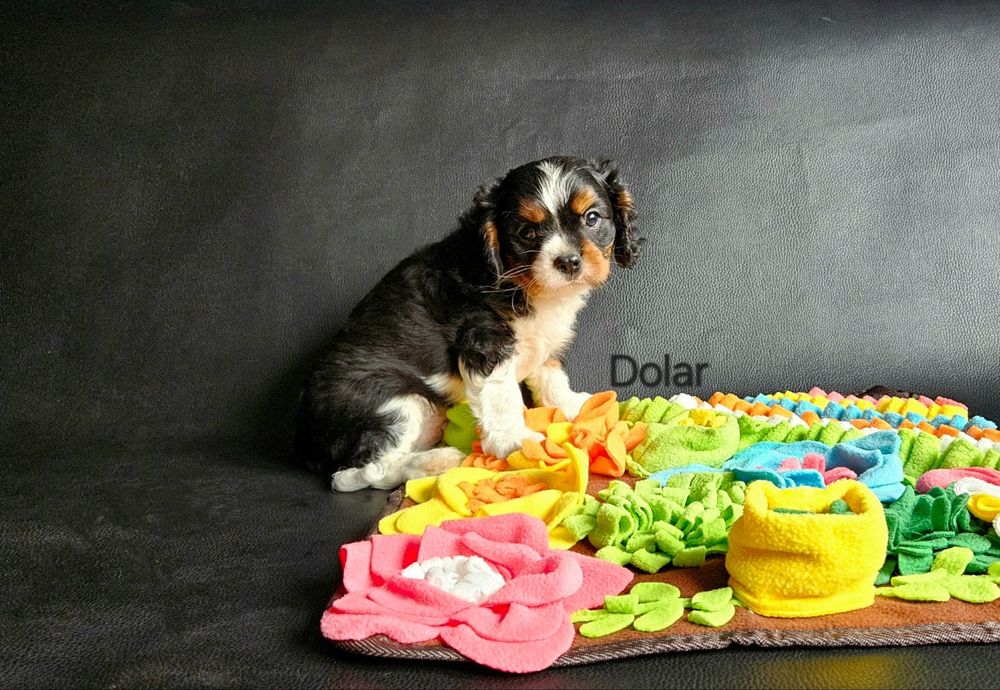 Cavalier King Charles Spaniel piesek
