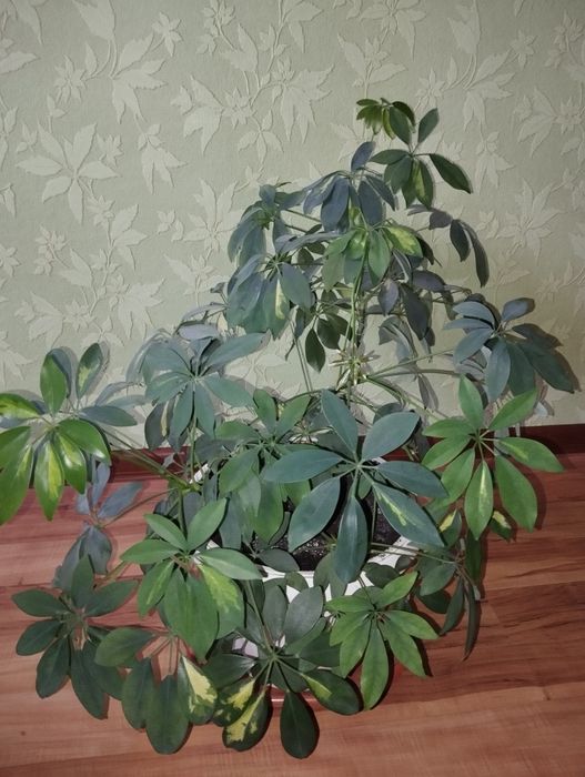 Шифлера, кімнатна рослина