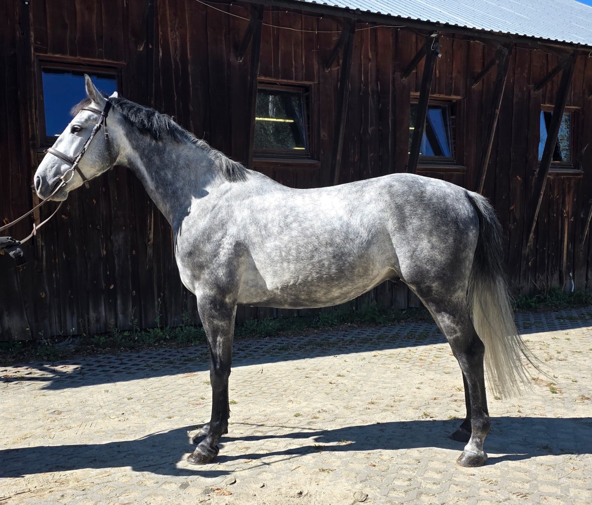 6 letni siwy wałach Holsztyński (Calico x Cassini I)