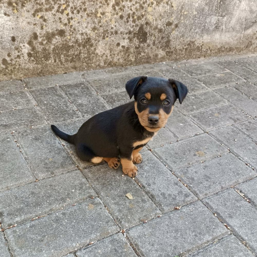Pinscher - macho