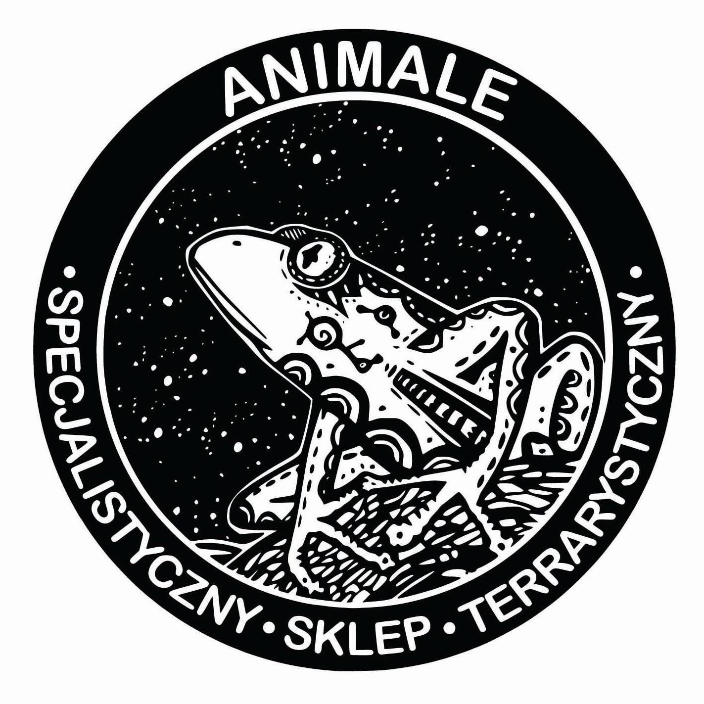 Gekon lamparci nr 14 - sklep terrarystyczny ANIMALE