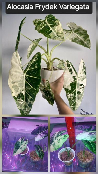 Алоказія Frydek Variegata
