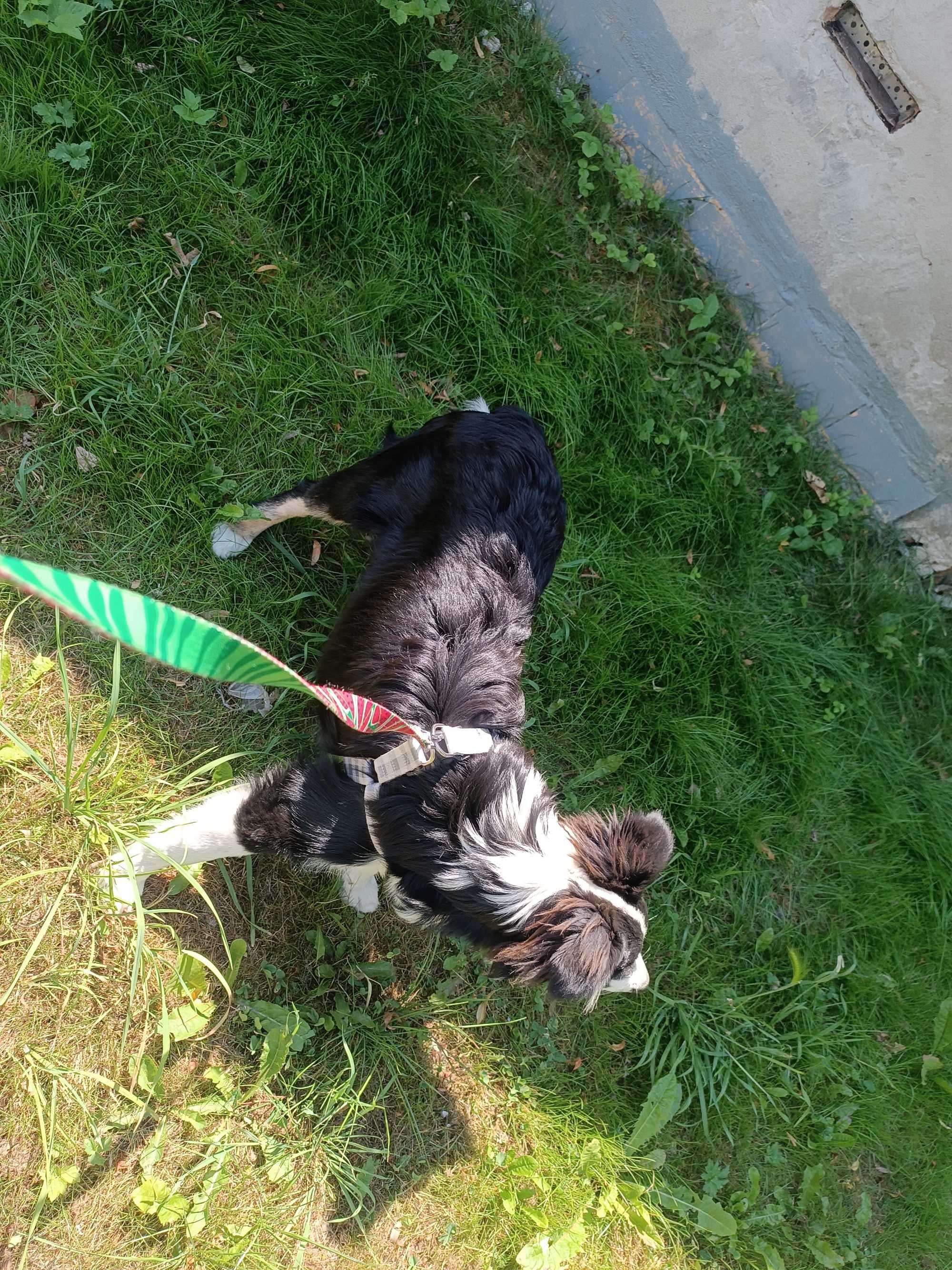 Suczka border Collie