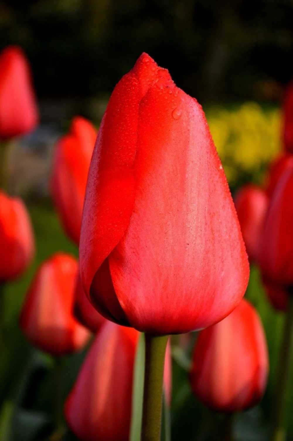 TULIPAN Czerwony 25 szt Cebulki Tulipanów Czerwonych TULIPANY Czerwone