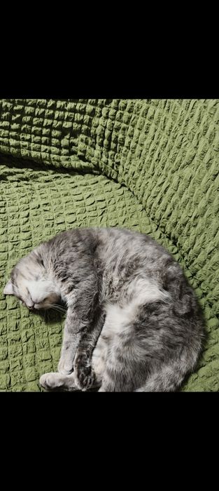 Пропал кот, Поселок горького Таромское Ул. Институтская