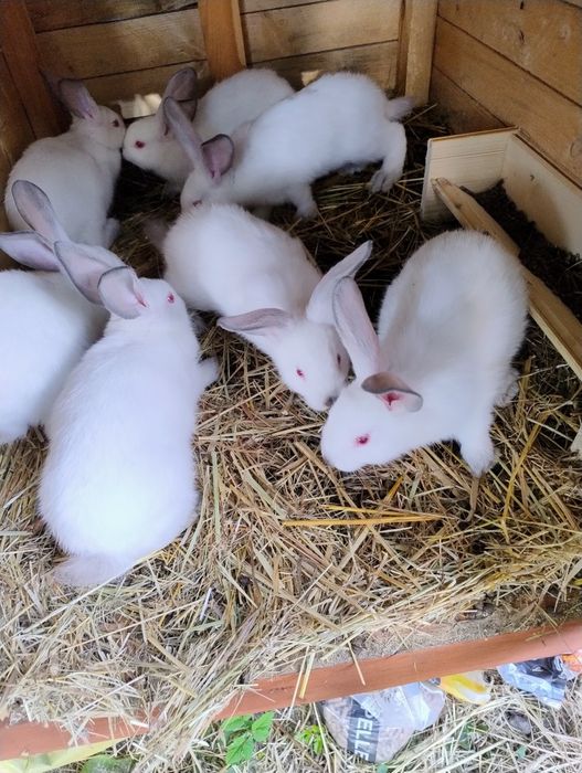Króliki kalifornijskie