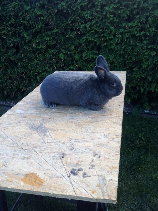 Wiedeńskie Niebieskie samce i samice