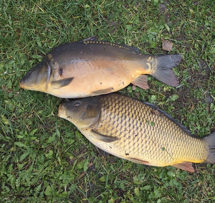 Karp hodowlany hurt lub detal