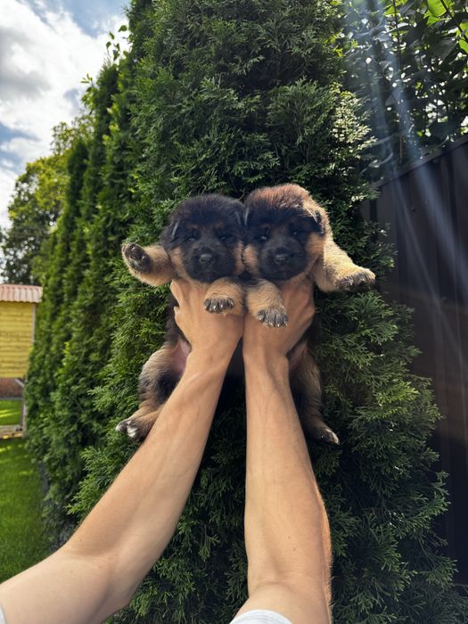 Німецька вівчарка цуценята