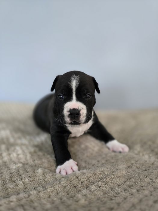American Staffordshire Terrier FCI samiec
