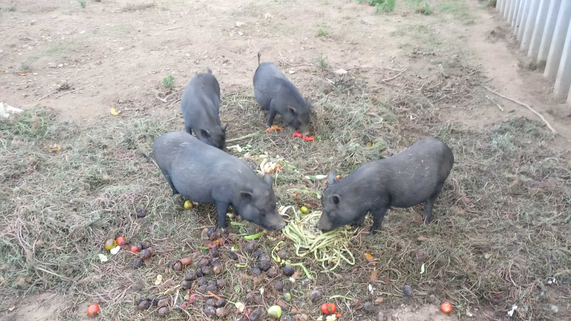 Porcos vietnamitas de excelência