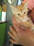 najładniejszy kot na świecie poleca się do adopcji, ok. 7-tygodniowy