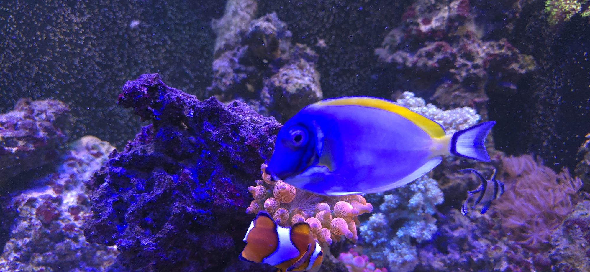Acanthurus leucosternon