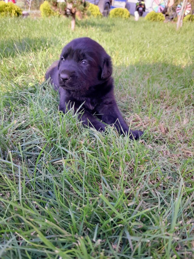 Labrador szczeniak