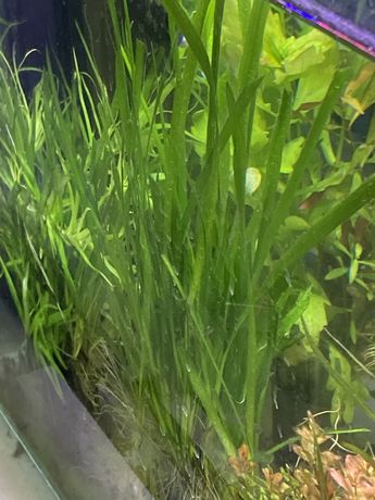 Rosliny akwariowe - Vallisneria spiralis koszyczek