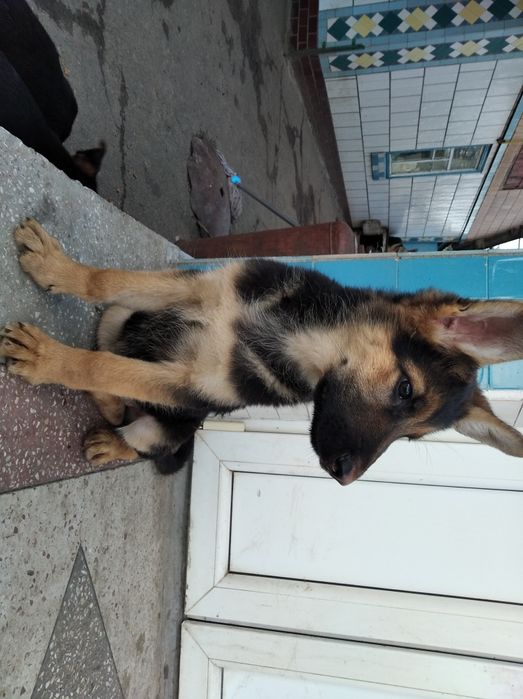 Німецька вівчарка