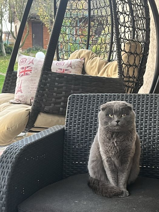 Кіт весловухий британець