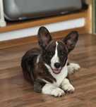 Welsh Corgi Cardigan szczenie FCI