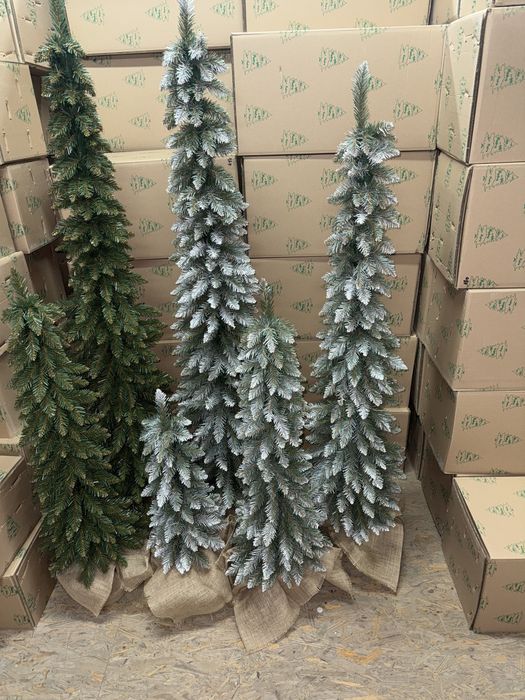 Choinka SLIM w doniczce + GRATIS