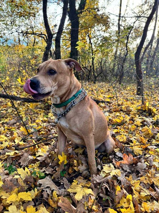 Злучка, кабель Річі(Ам.Стаф/Пітбуль)