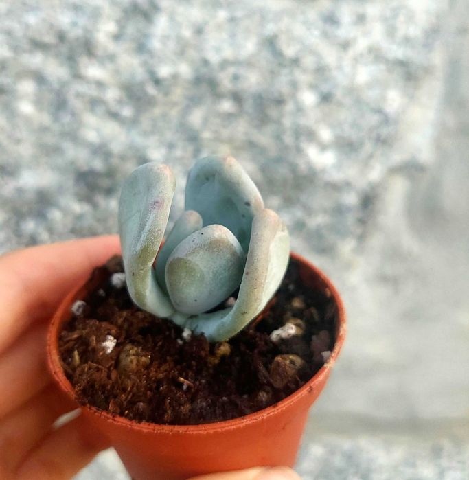 Suculentas 1€ cada