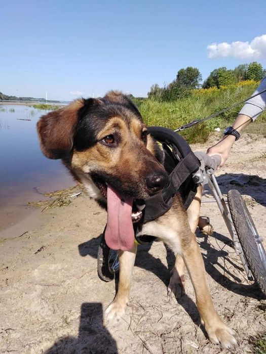 Ozyrys - Niepełnosprawny pies szuka domu