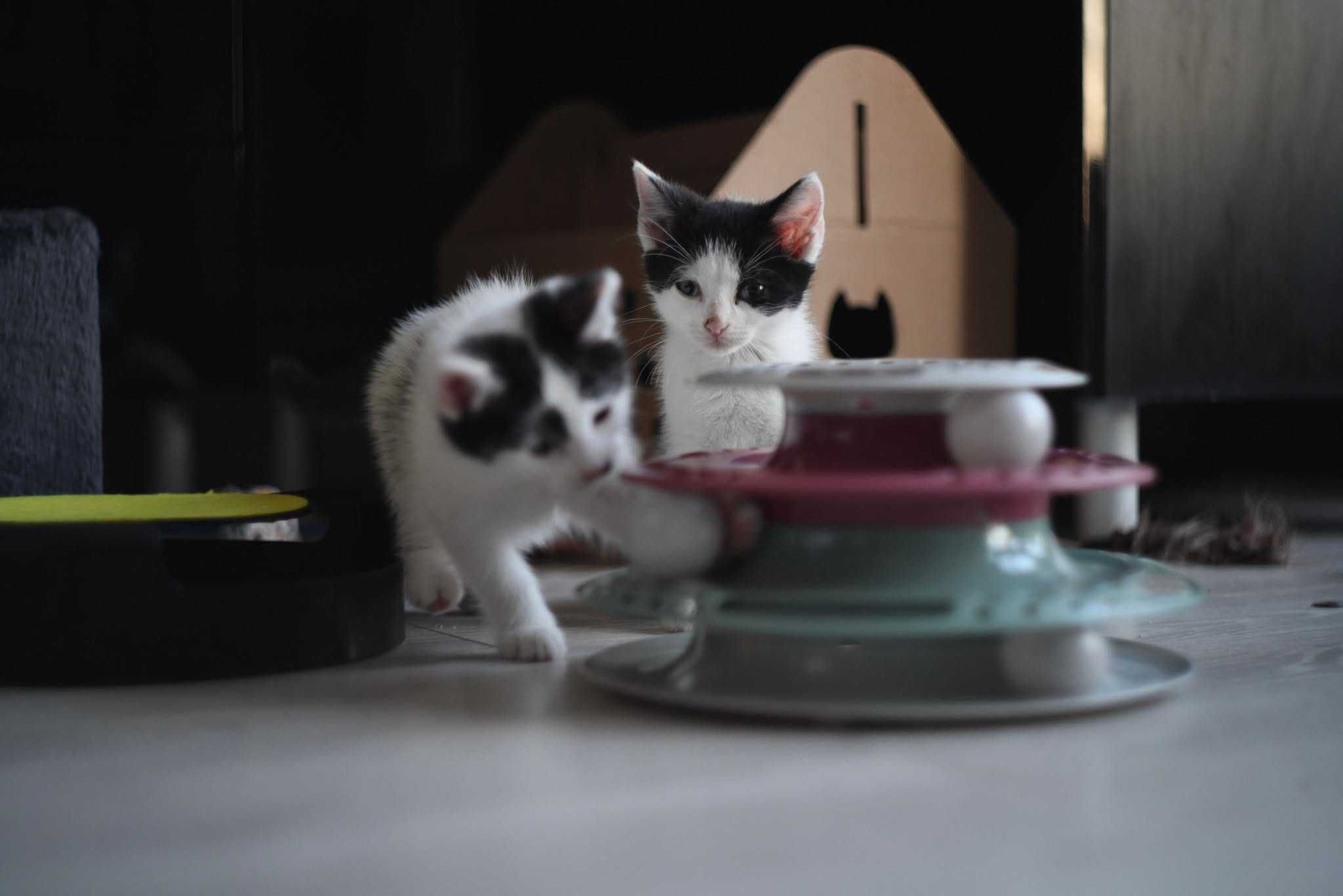 Kocie rodzeństwo do adopcji