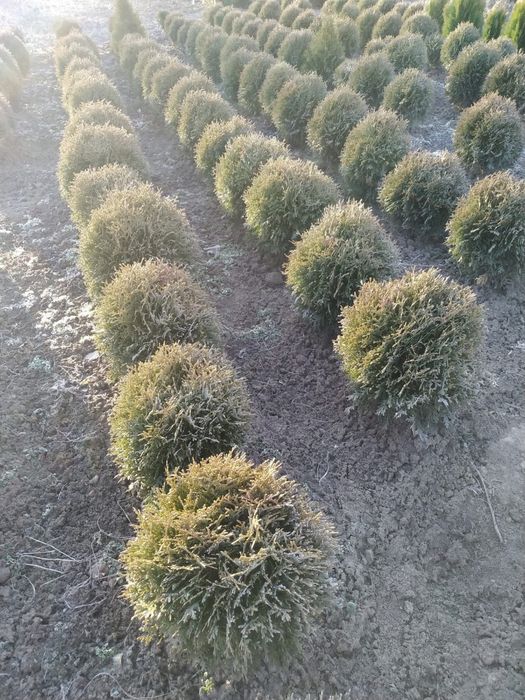 Туя смарагд +кашпо - є знижки