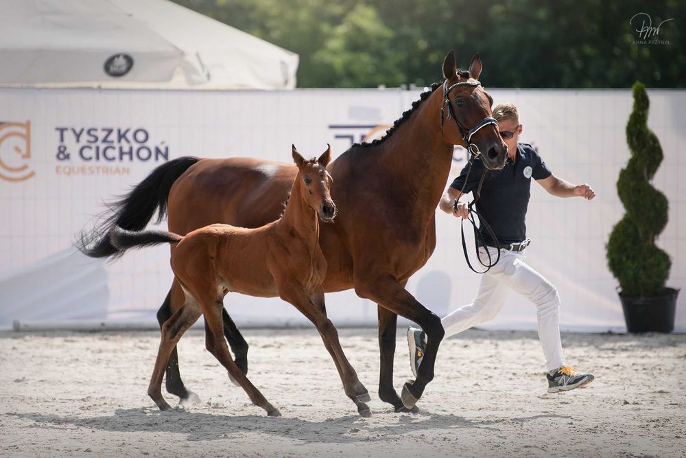 Klacz Zangersheide - CLARISSA Z ( Cascado x Calena)