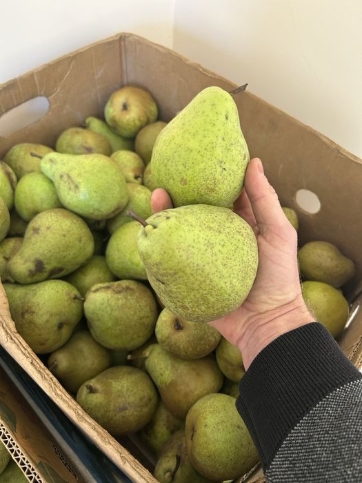 Еко груша ноябирська.грушка.груші.грушки