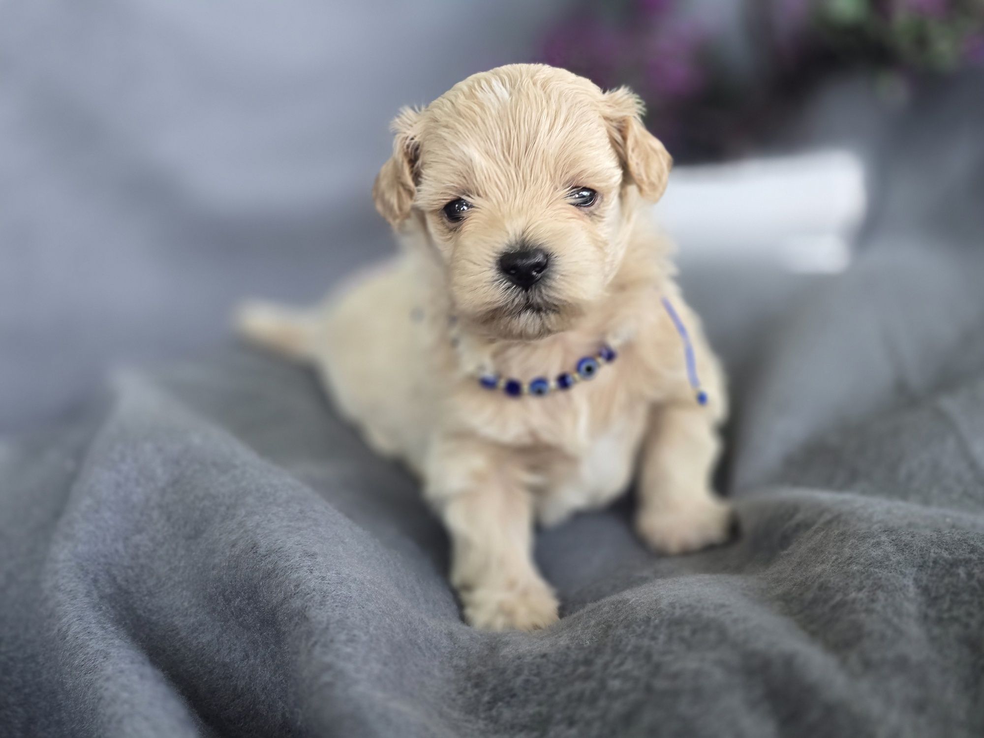 Maltipoo hybryda pudel toy maltanczyk