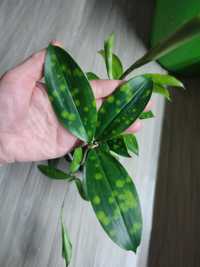 Dracaena Mike goldsefiana