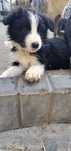 Piesek Border Collie