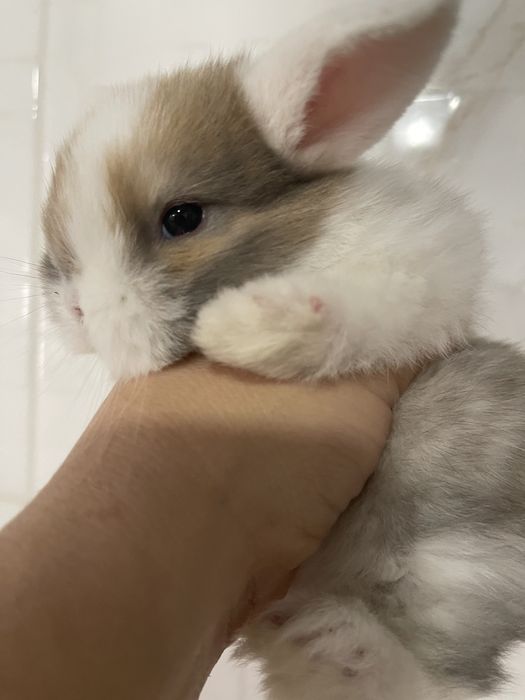 Декоративный вислоухий кролик в типі Тедди