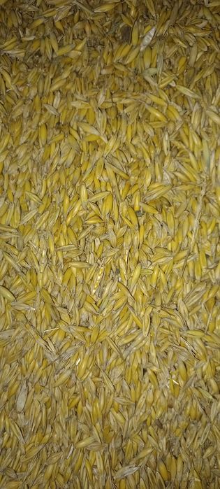 Owies czysty  żółty