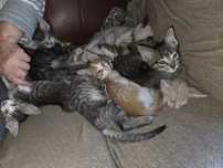 Gatinhos para adoção
