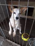 Adopcja! Piękne pieski, duży wybór. Szczepione,kastrowane