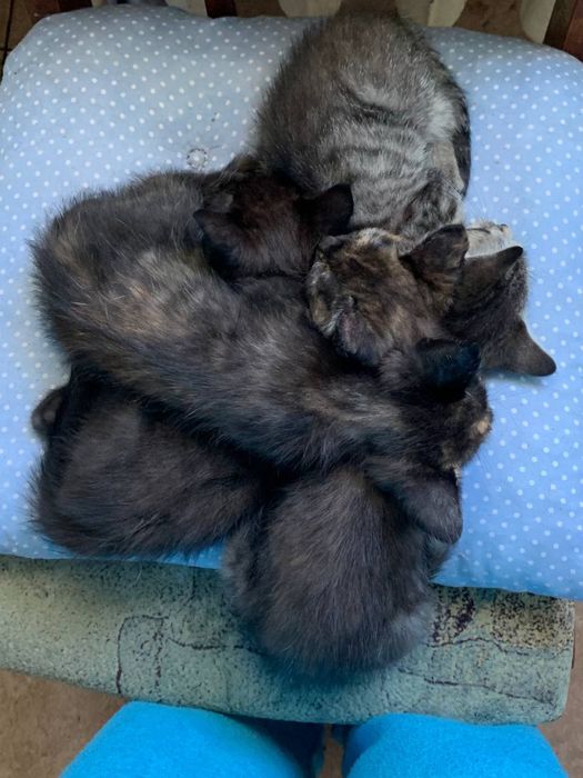 Кошенята в добрі рукі
