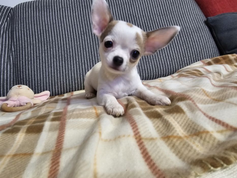 Chihuahua krótkowłosa