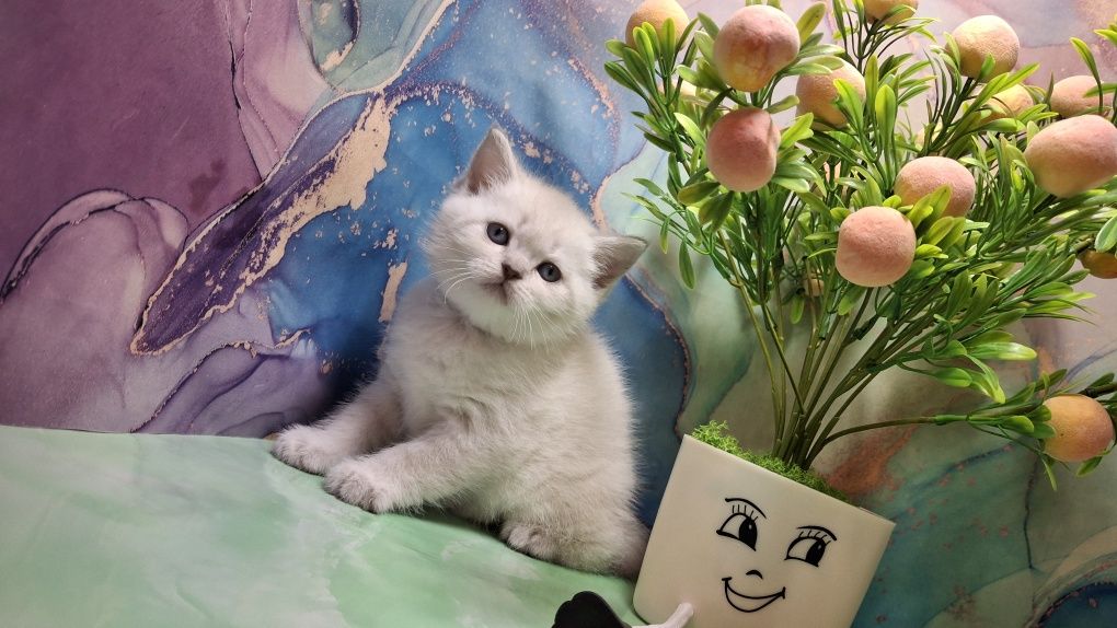 Шотландские котята из Одессы