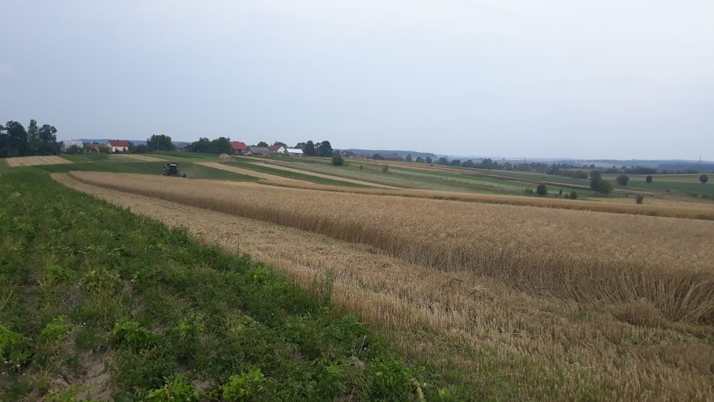 Продам пшеницю урожай 2025р.