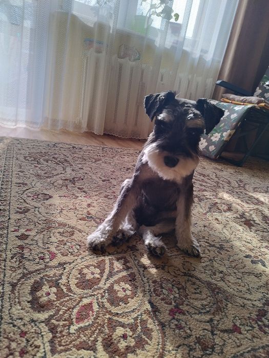 Groomer, psi fryzjer