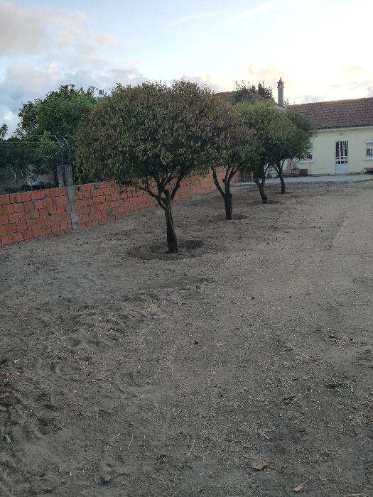 Serviço de limpezas de Terrenos e Corte de árvores.