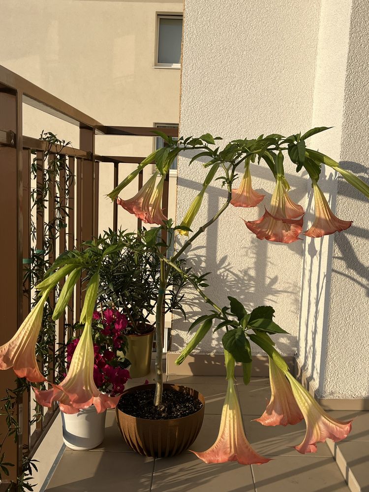 DATURA 125 cm mega duże różowe kwiaty balkon ogród brugmansia bieluń